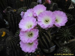 Echinopsis Hybride 009